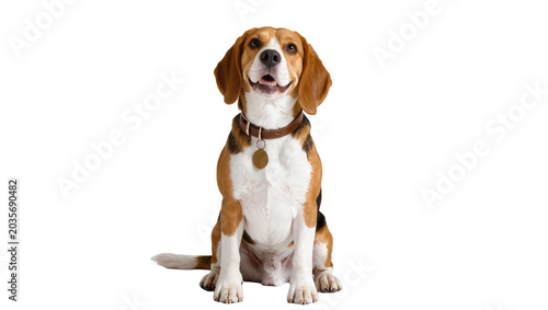 Tableau sur toile Isolated friendly tri-color Beagle dog, happy and smiling while sitting attentiv