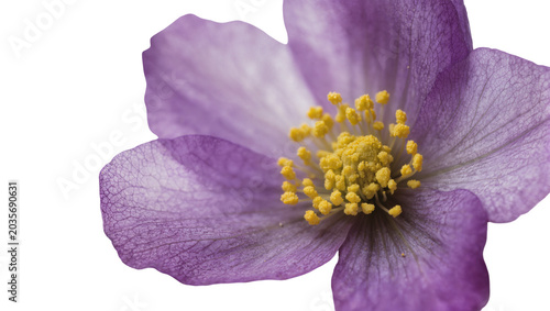 Konstfotografi Isolated macro shot of a vibrant purple flower with intricate petals and bright