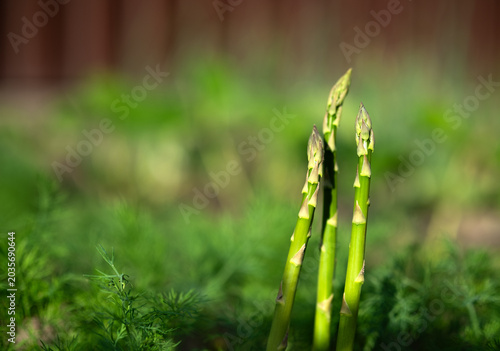 Принти на полотні Fresh green asparagus growing in garden bed among lush spring greenery