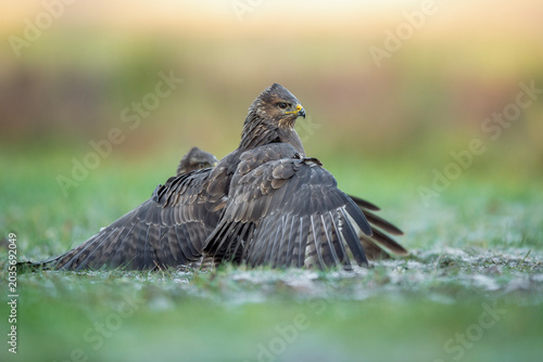 Cuadro en lienzo Common buzzards displaying territorial behavior on grassy ground