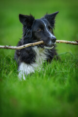 Black and white dog lying in the grass and holding a stick in its mouth.