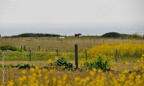 Raps oder Senfpflanzen in Portland, Dorset