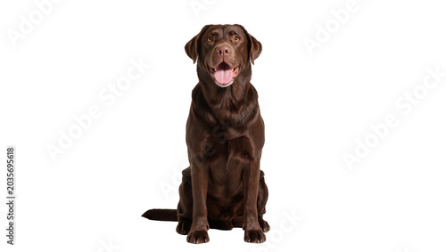 Isolated chocolate Labrador retriever dog sitting patiently, happy, looking at camera with tongue out
