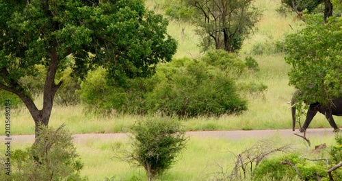 Realtime wide shot of two wild african elephants, a mother and her young calf, walking along an asphalt road in the middle of the savanna bushveld at Kruger National Park, South Africa.