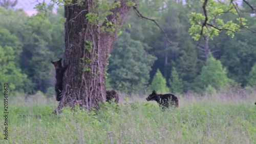 Black Bear Family in Tall Grass