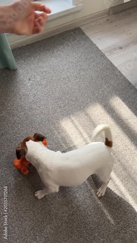 Jack Russell Terrier dog playing with a rubber toy at home.