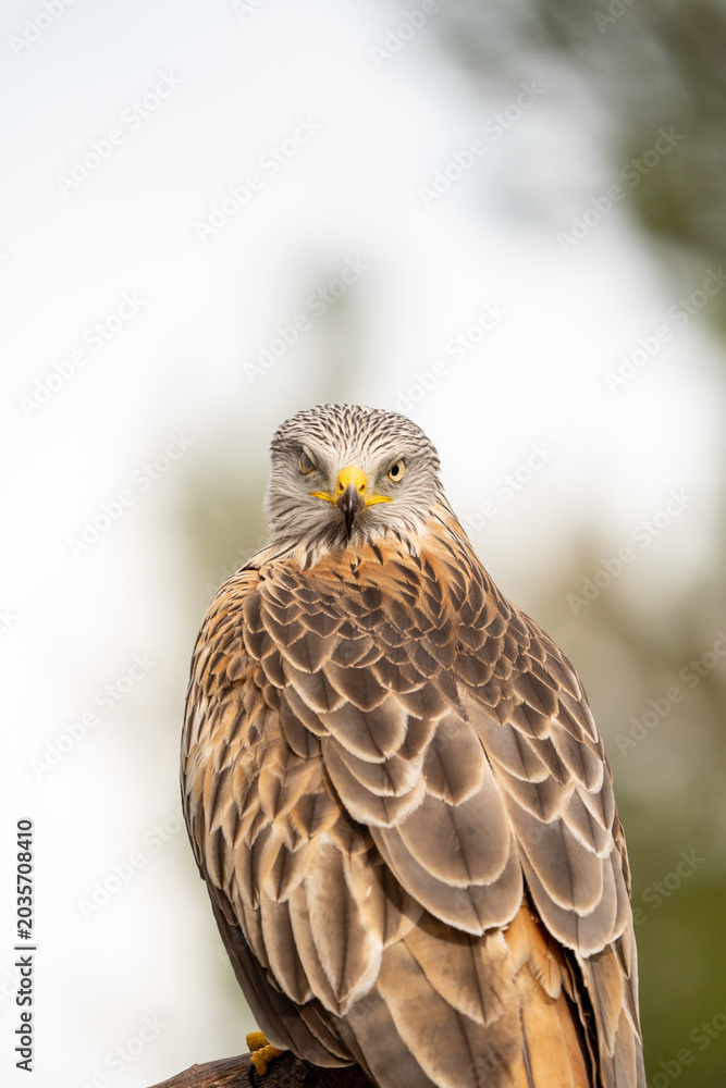 Obraz premium Red kite (Milvus milvus) photographed in Spain