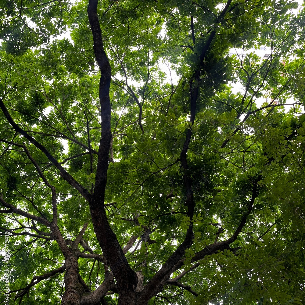 Fototapeta premium Looking up through lush green tree canopy branches sky