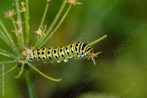 caterpillar eating a plant