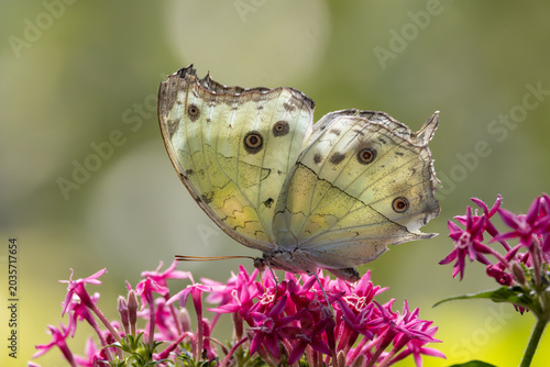 View of a pale yellow butterfly with eye-spots resting on vibrant pink flowers in a garden in Hunawihr, Grand Est, France.