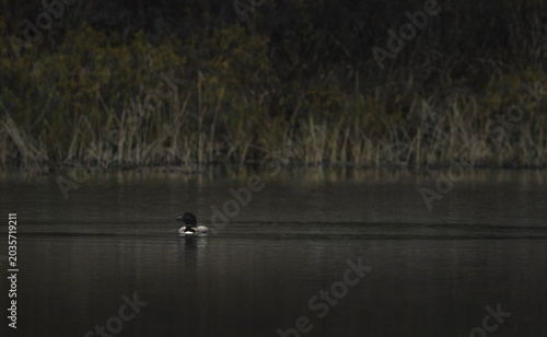 A Common Loon On Lake Loon ( (Gavia Immer)