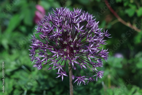 Cuadro en lienzo Fleur d’ail d’ornement violet Allium en floraison