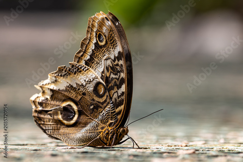 View of an owl butterfly with intricate wing patterns and eye-spots resting on a textured ground in Hunawihr, Grand Est, France.