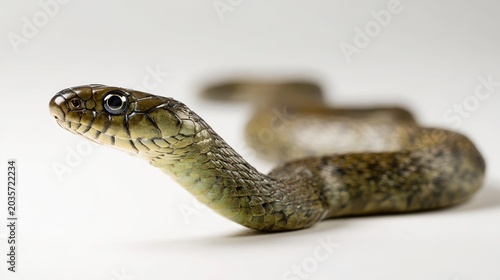 Nonvenomous water snake in motion on a white background
