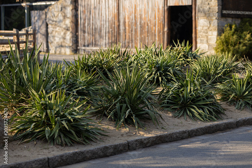 Obraz na plátně Green yucca bushes grow on a sandy flowerbed near an asphalt path with a rustic wooden and stone building background