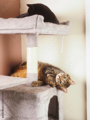 Two cats rest on a cat tree. One sits atop, watching curiously. Another lounges below, relaxed and calm. Soft hues frame their quiet moments. Ideal for pet, home, or cozy lifestyle themes and pet care