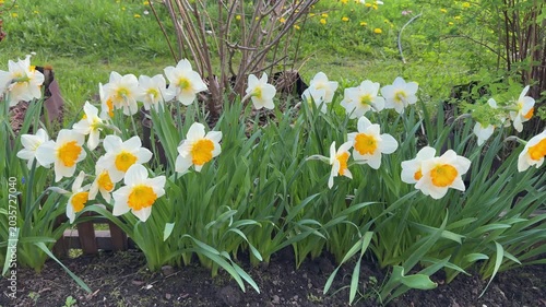 Blooming daffodils with white petals and orange centers in lush spring garden