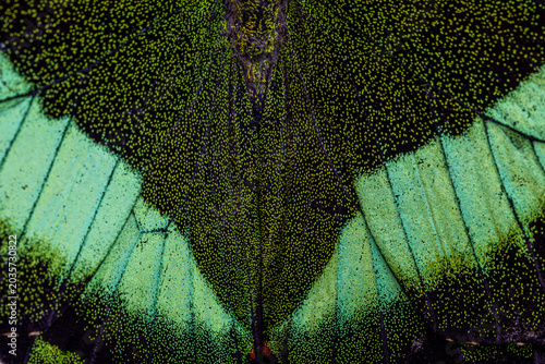 View of extreme macro of the iridescent green and black scales on a butterfly wing showing intricate textures and patterns in Hunawihr, Grand Est, France.