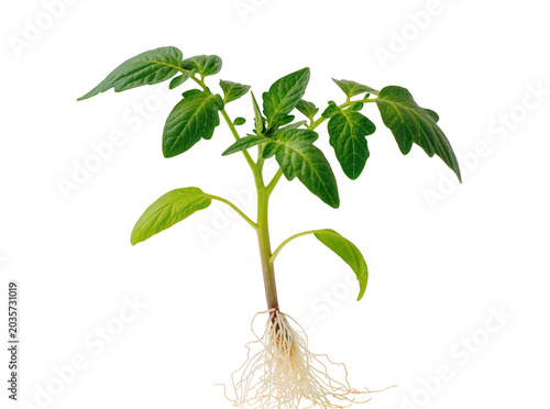 Obraz na plátně Isolated healthy green tomato plant seedling with visible root system for spring