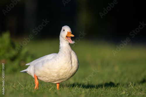 Obraz na plátně White domestic duck quacking on green grass in warm evening sunlight