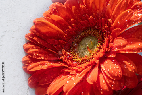 A close-up of a red-orange flower bud. Bright petals with raindrops. Macro.