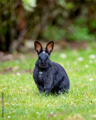 Black rabbit sits calmly on grassy field