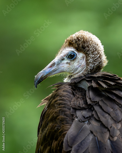 Close-up of a Hooded Vulture with textured feathers and striking eyes