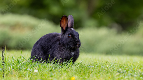 Black rabbit sits quietly on bright green grass