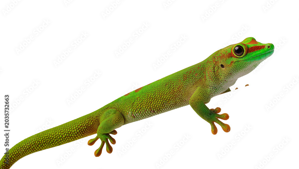 Fototapeta premium Isolated exotic green and red day gecko lizard with vivid scales on a solid backdrop
