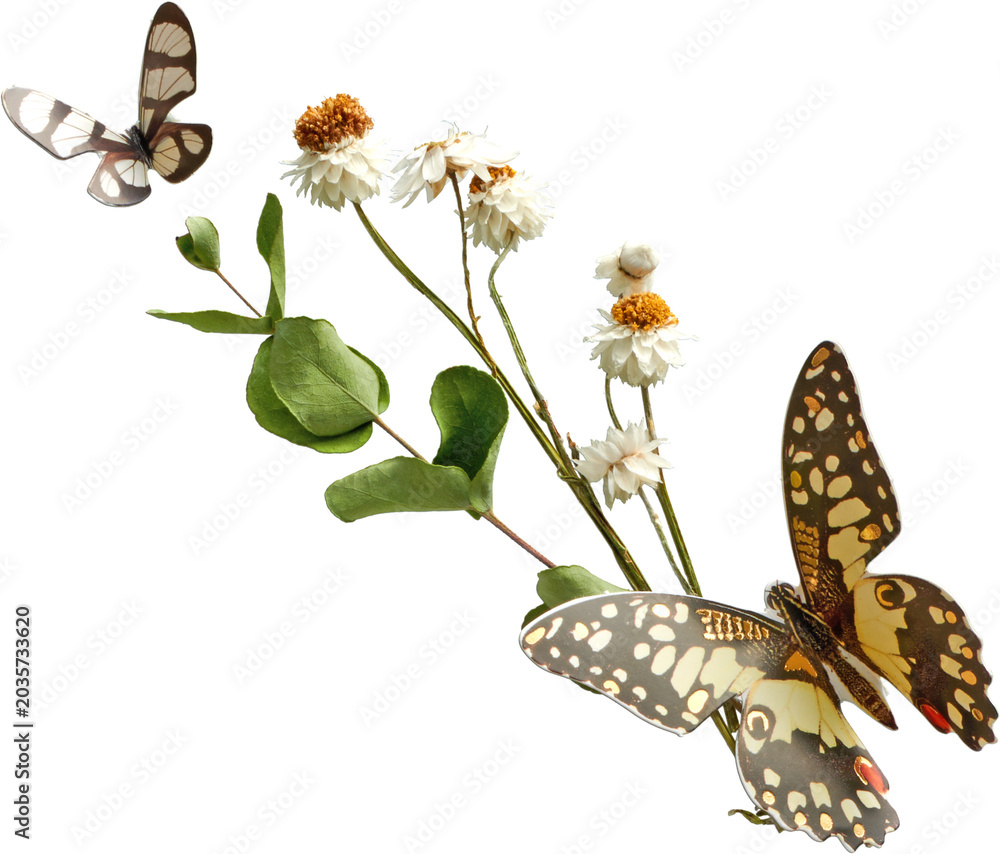 Obraz premium Butterflies and Dried Flowers Arrangement isolated on transparent background
