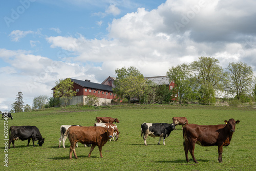 Quadro su tela Mixed Herd of Cattle Grazing on Pasture Near Traditional Norwegian Farm