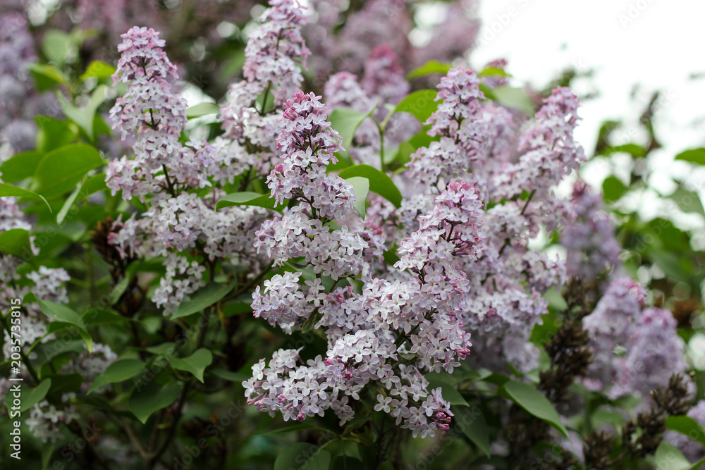 Obraz premium Blooming lilac bush with soft purple flowers and green Leaves. Blooming Syringa Vulgaris branches in springtime. Soft purple lilac blossoms.