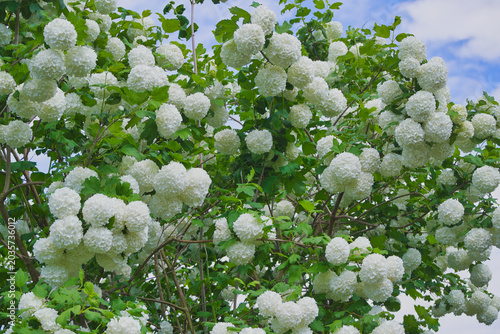 Fotografía a large viburnum bush in full bloom in May in the garden
