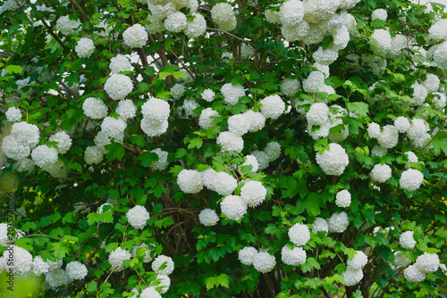 Cuadro en lienzo a large viburnum bush in full bloom in May in the garden