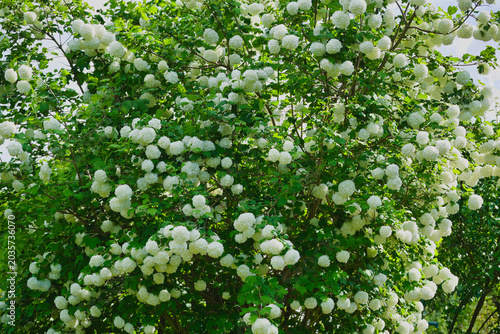 Cuadro en lienzo a large viburnum bush in full bloom in May in the garden