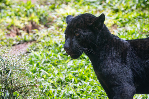Foto Panthera onca