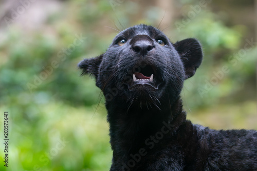 Photos Panthera onca