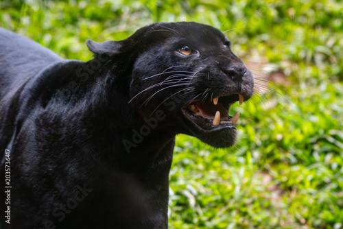 Foto Panthera onca