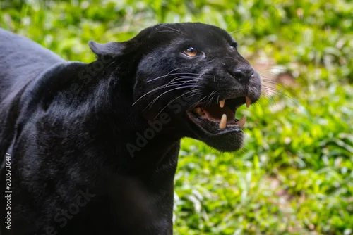 Obraz Panthera onca