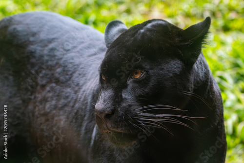 Fotografía Panthera onca