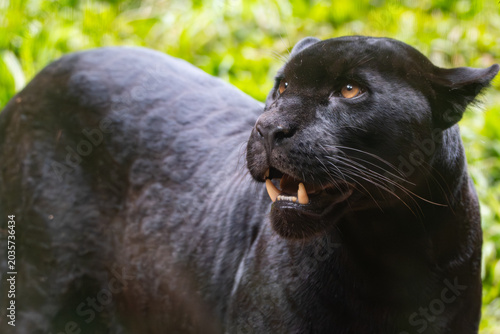 Canvas Print Panthera onca