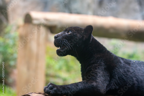 Tableau sur toile Panthera onca