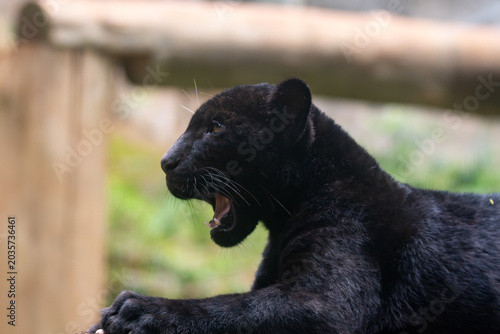 Fotografía Panthera onca
