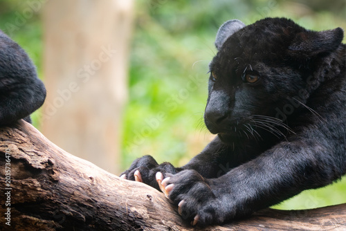 Tablou pe pânză Panthera onca