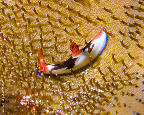 Bild auf Leinwand nudibranch