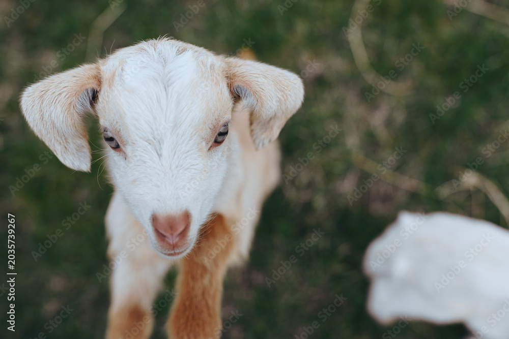 Fototapeta premium Playful goat kid in a sunny meadow, exploring grassy terrain with curious expression, gentle fur and wide eyes, captured in a natural rural setting for lifestyle storytelling