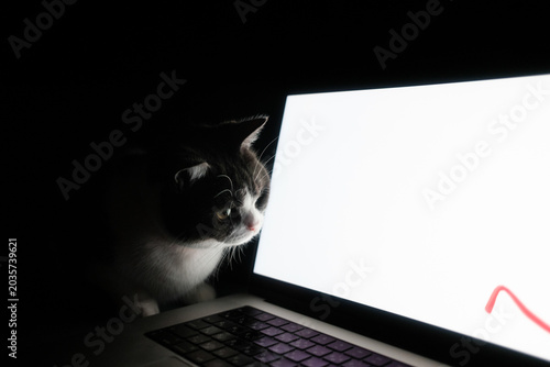 Bild auf Leinwand パソコンの画面を見る猫