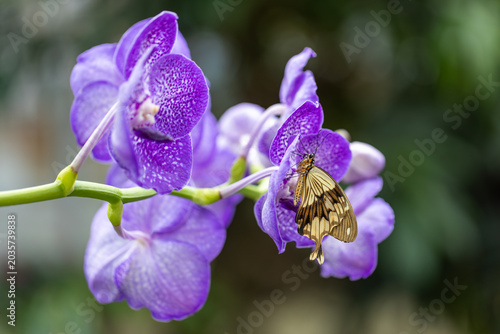View of a butterfly resting on vibrant purple vanda orchids with a soft blurred background in Hunawihr, Grand Est, France.