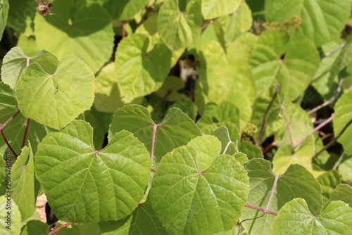 Southern California Grape, Vitis Girdiana, a brilliant native dioecious twining shrub displaying simple alternate reniform petiolate leaves during early Summer in Coastal Los Angeles County.