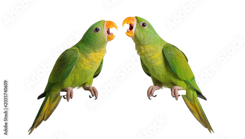 Photos Isolated two vibrant green parrots squawking loudly and communicating face to fa